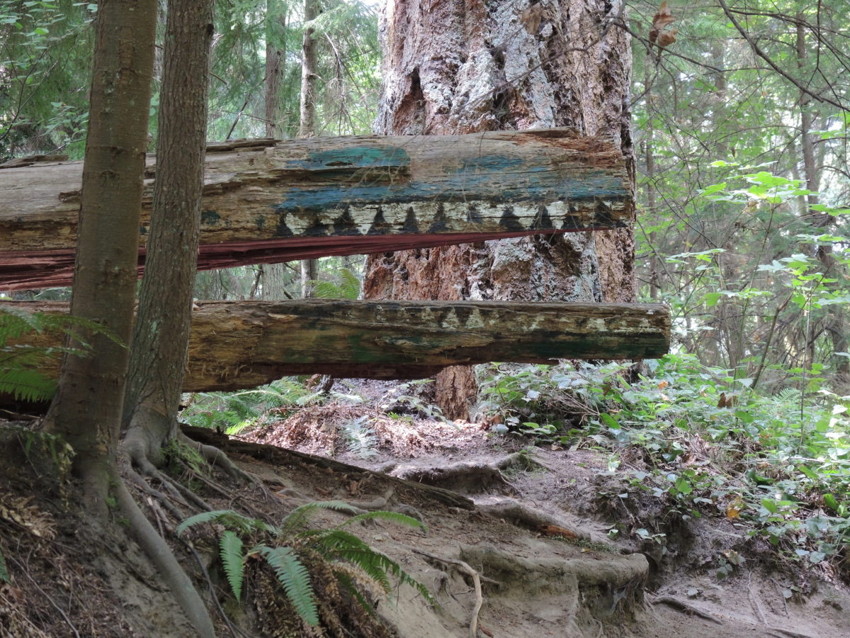 books: a sculpture of a crocodile by the trail in Schmitz Preserve Park