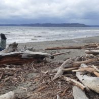Saltwater State Park beach in Des Moines, Washington, with gray sky and calm Puget Sound shoreline in late fall