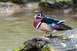 Wood Duck