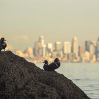 Harlelquin ducks with Seattle Skyline in the background