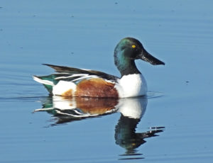The Northern Shoveler