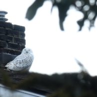snowy owl in Seattle