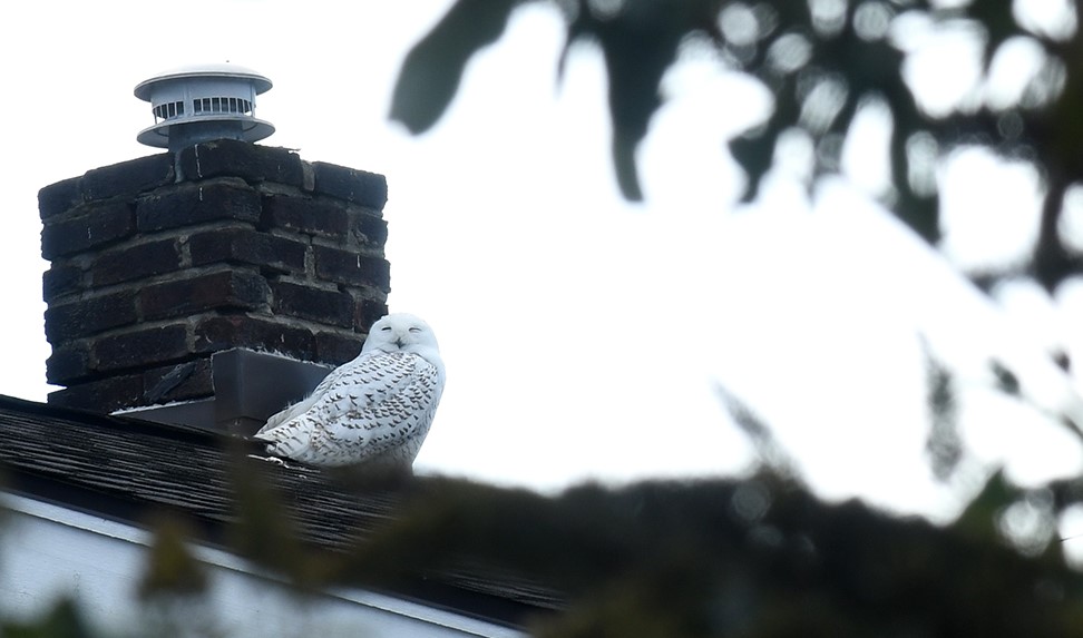 snowy owl in Seattle