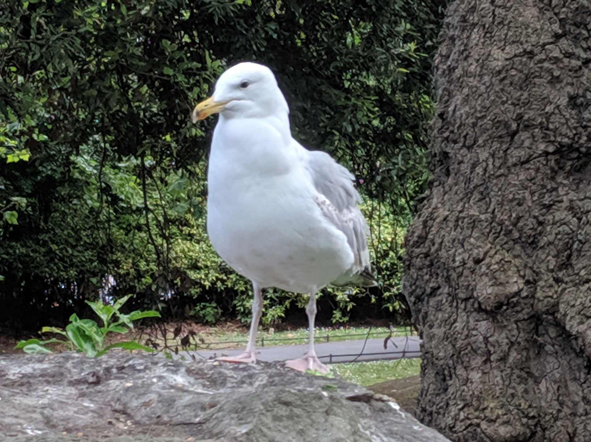 bird count Erika's Picks 12/17/20