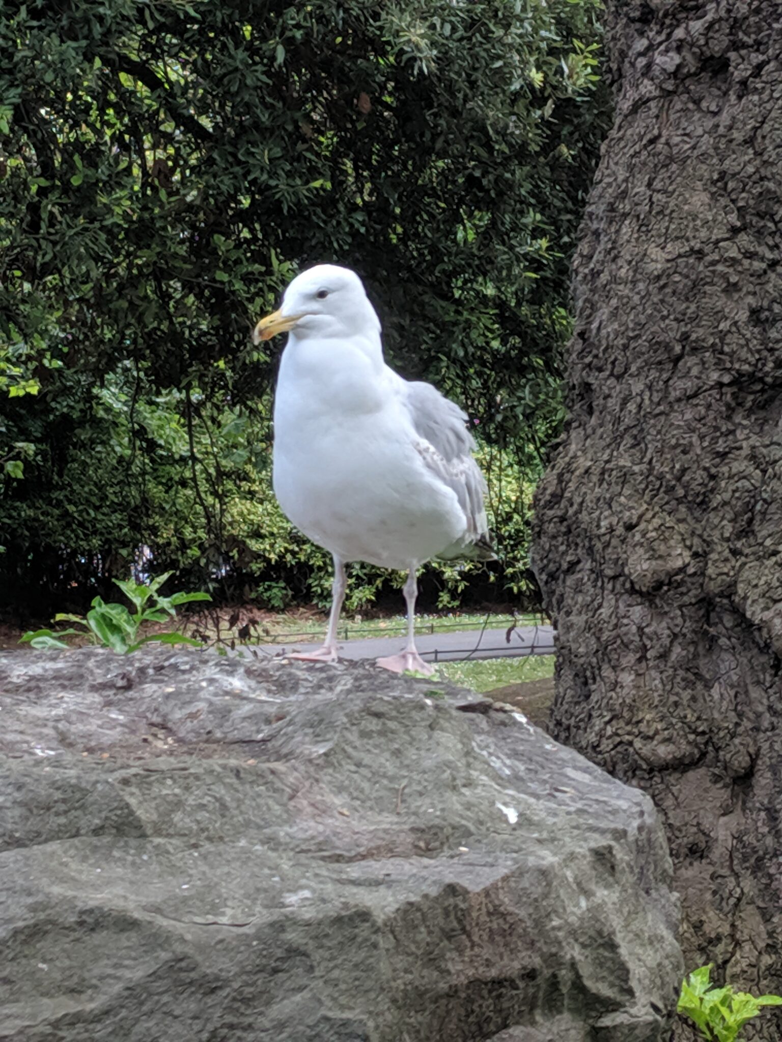 bird count Erika's Picks 12/17/20