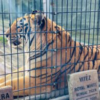 Cougar Mountain Zoo