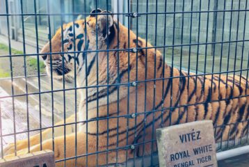 Cougar Mountain Zoo