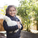 silkie chickens