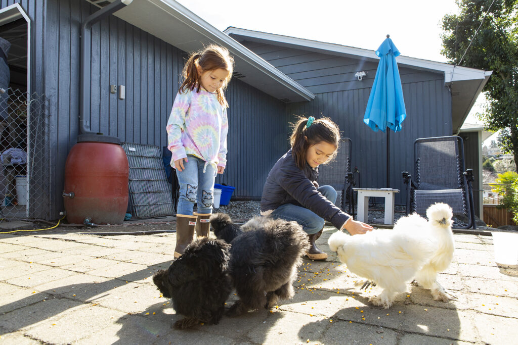 silkie chickens