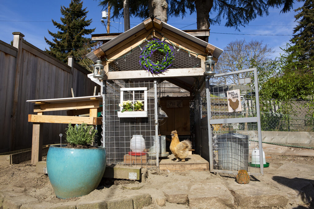 silkie chickens