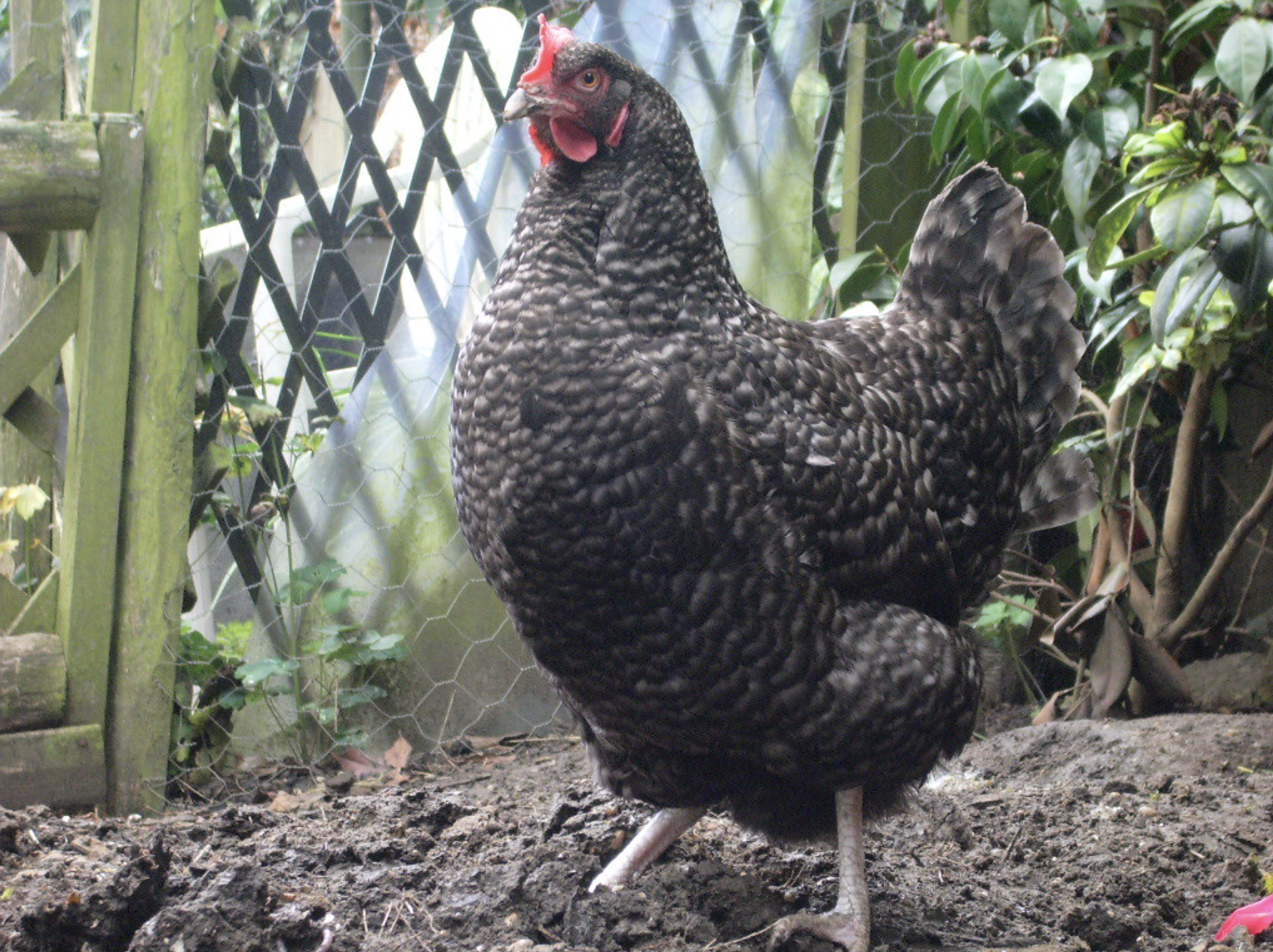 keeping chickens