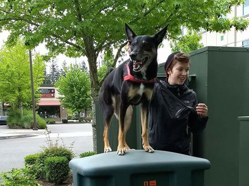 dog parkour