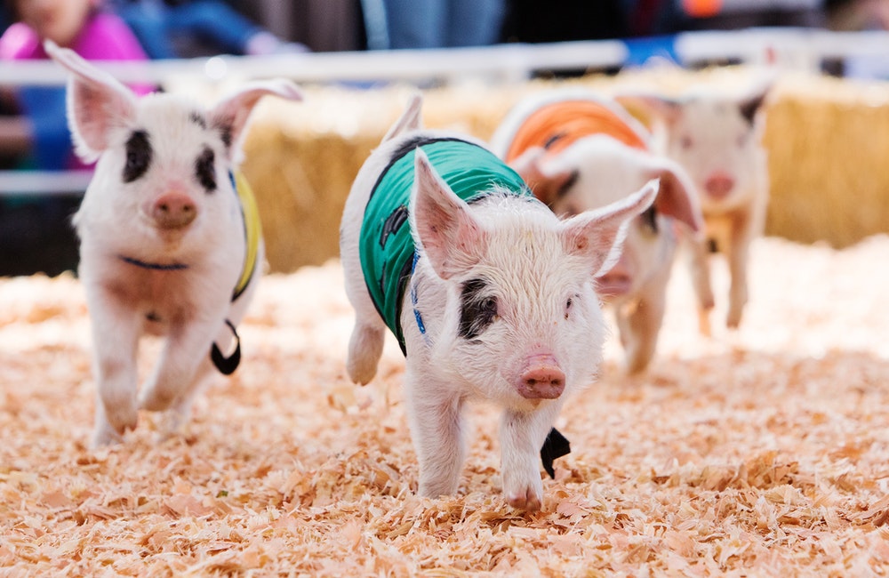 Puyallup Spring Fair