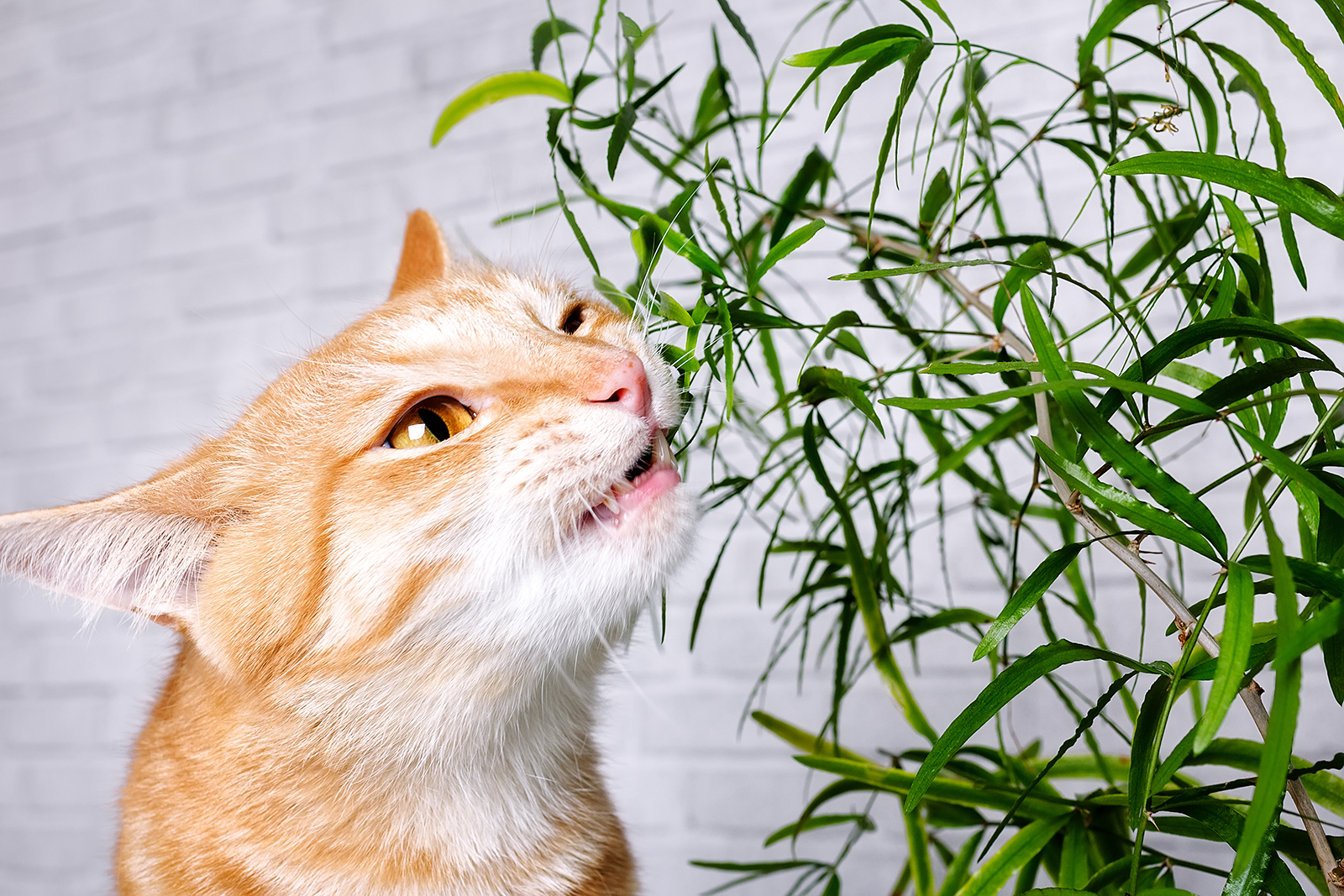toxic plants