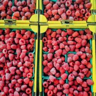 Close-up of ripe raspberries from u-pick farms