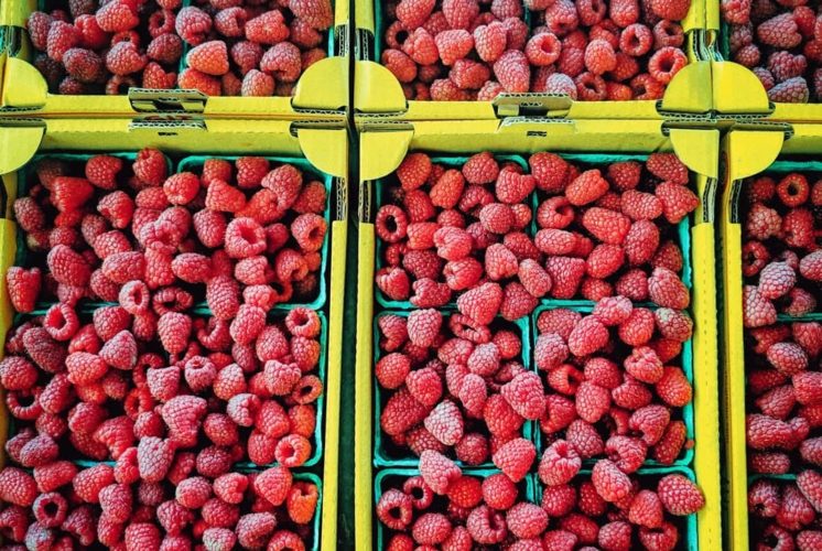 Close-up of ripe raspberries from u-pick farms