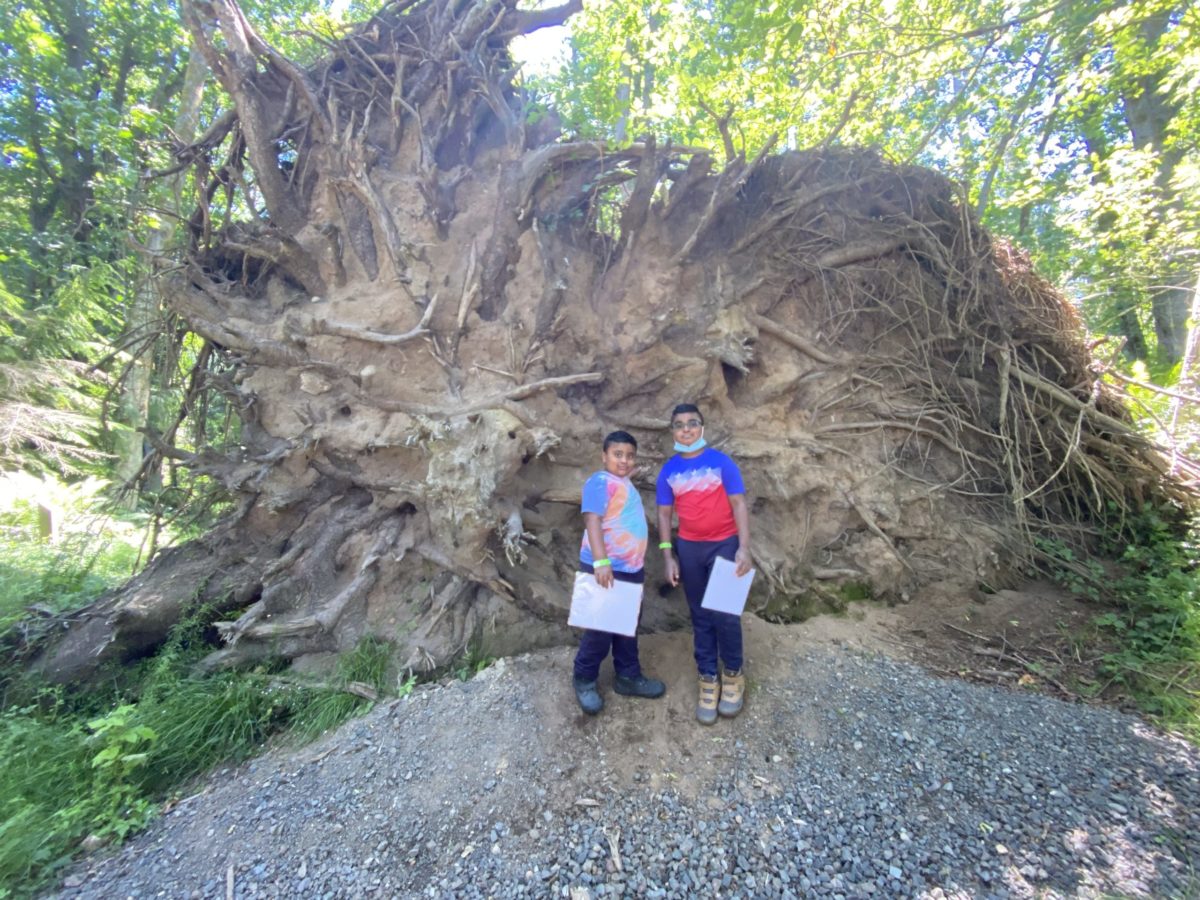 Children standing at the root of a fallen tree.