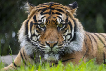 new tiger