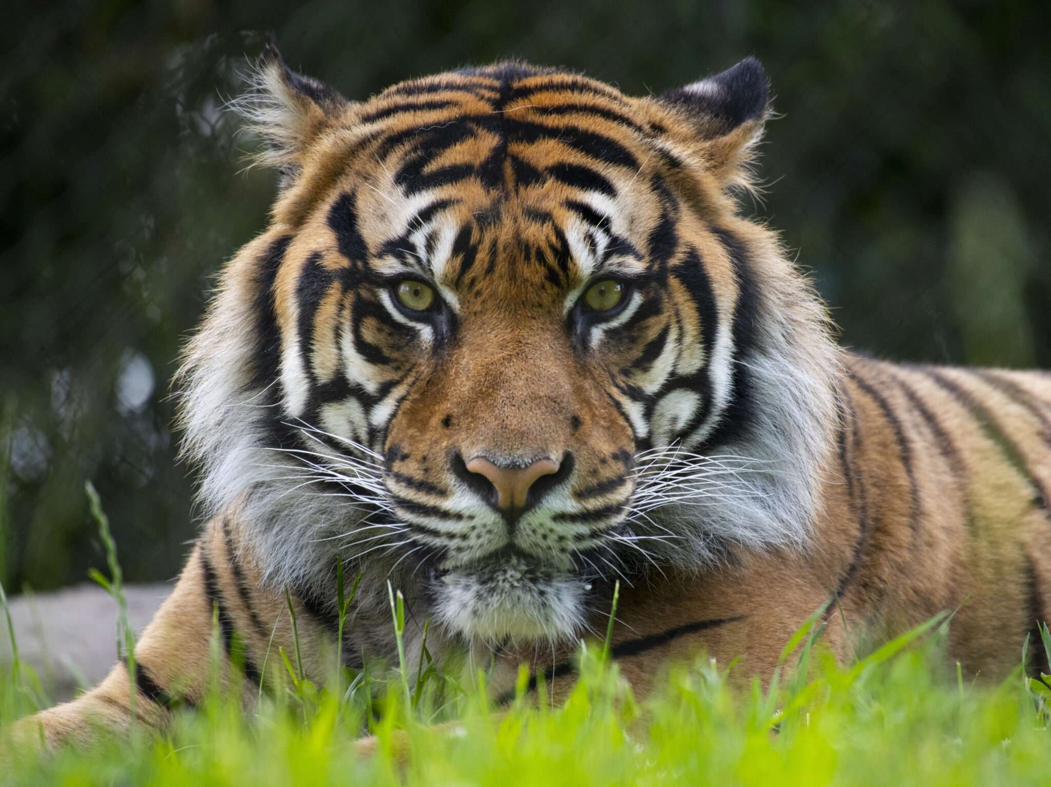 new tiger