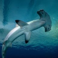 World Ocean Weekend