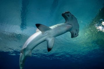 World Ocean Weekend