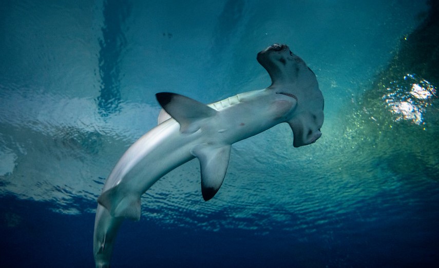 World Ocean Weekend