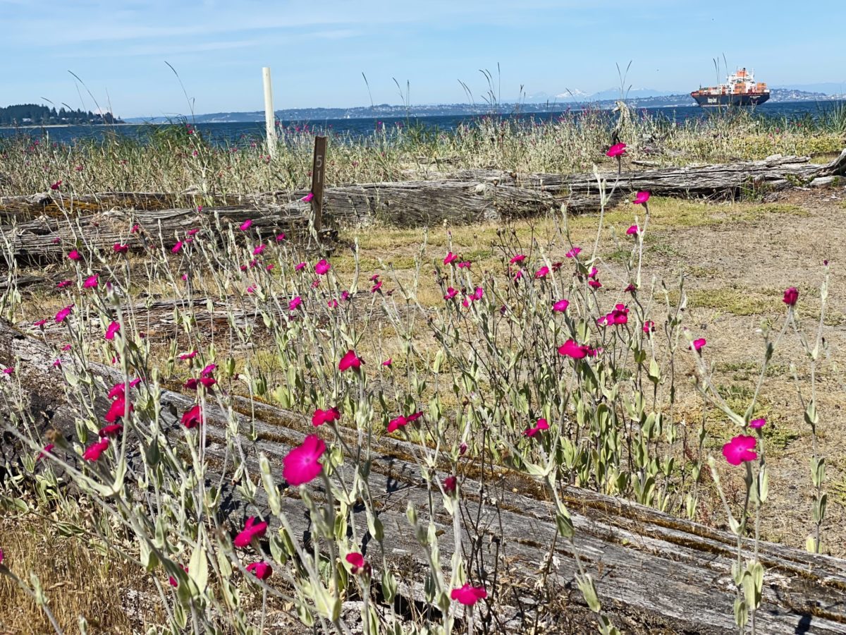 pink widlflowers grow near the shore