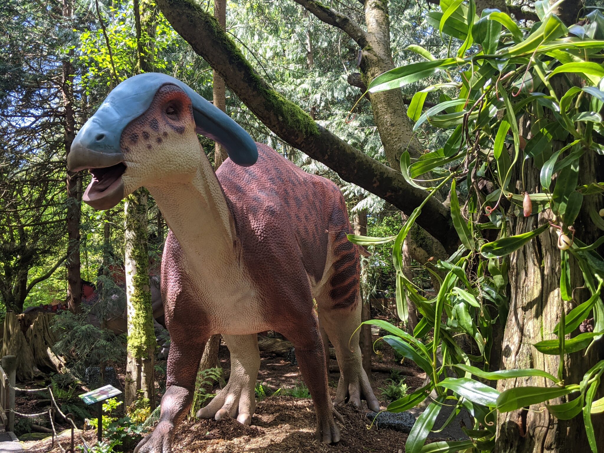 Dino Don parasaurolophus