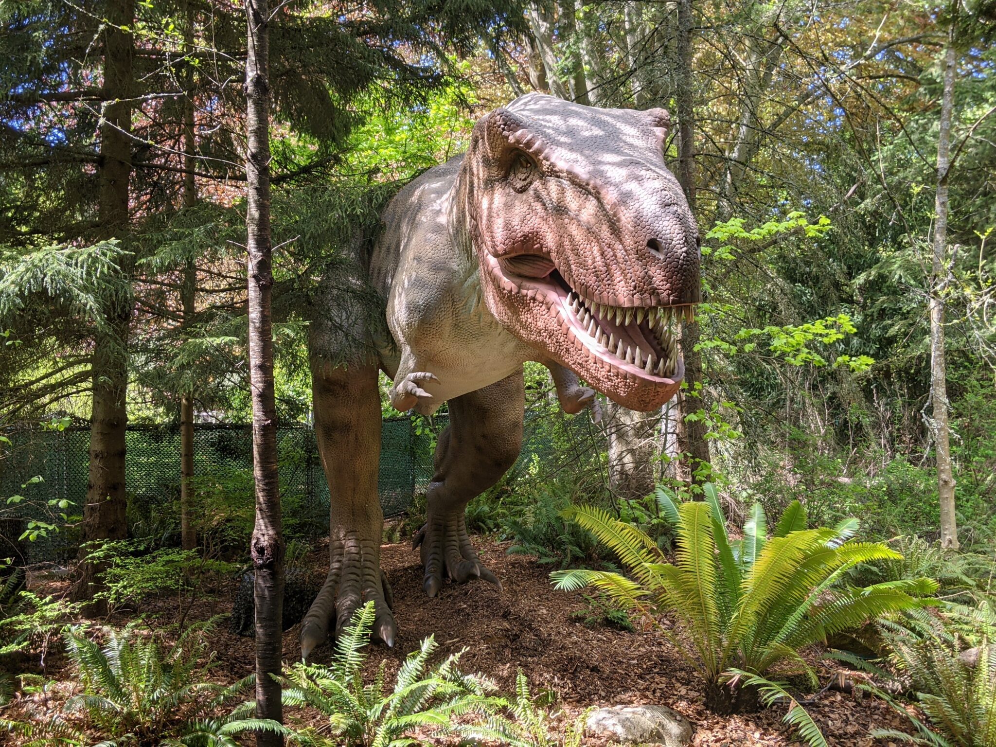 Dino Don t. rex