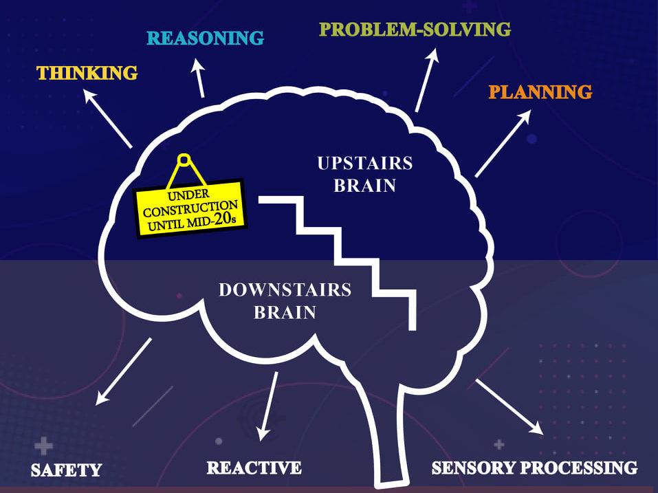 downstairs brain