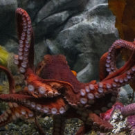 name octopus
