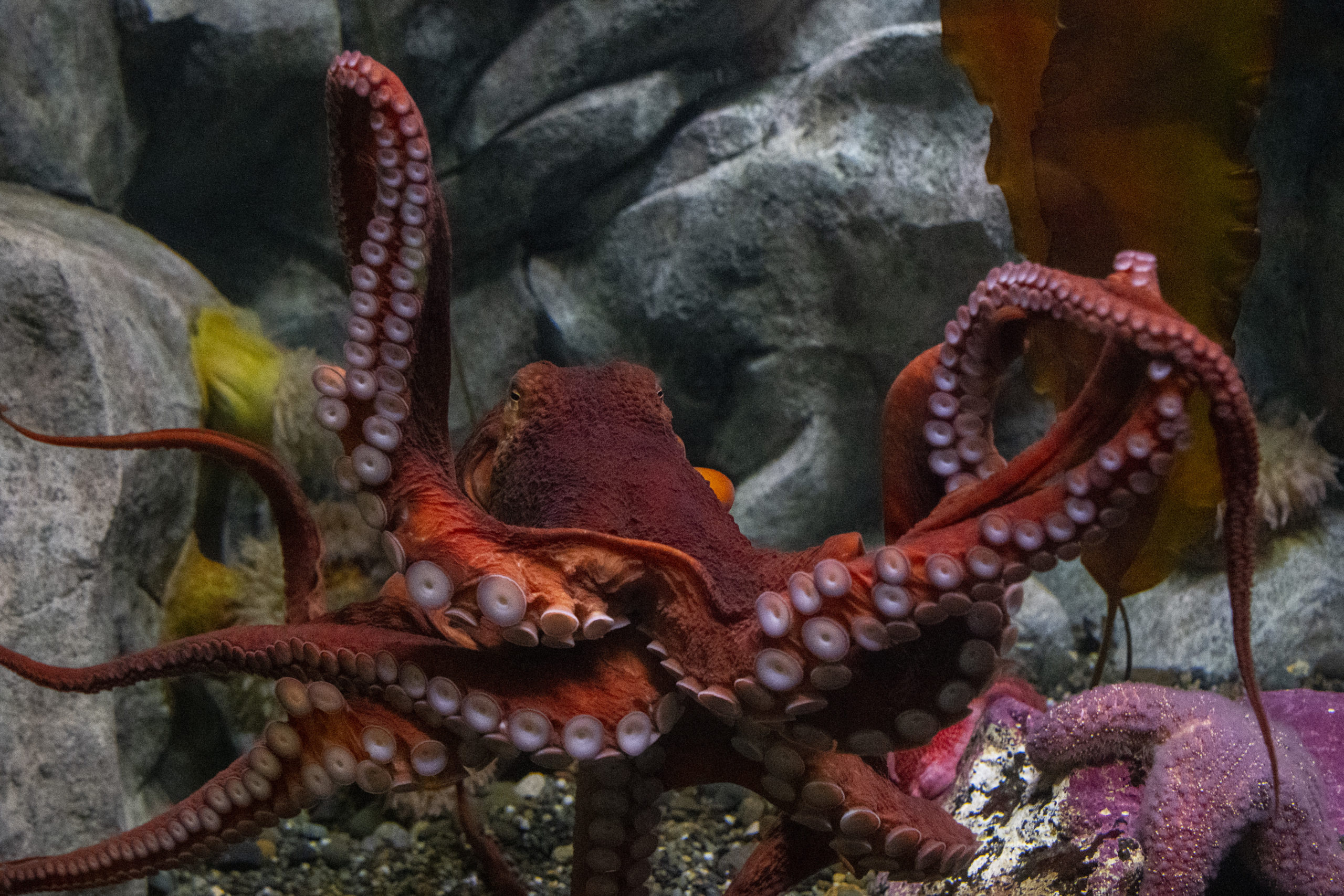 name octopus