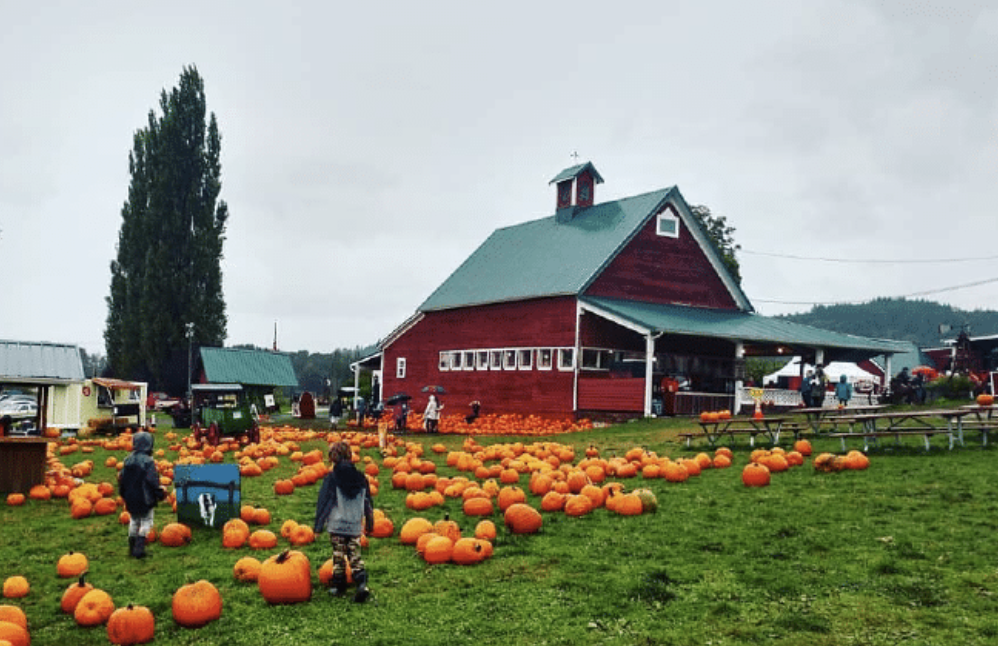 bob's corn fall festival