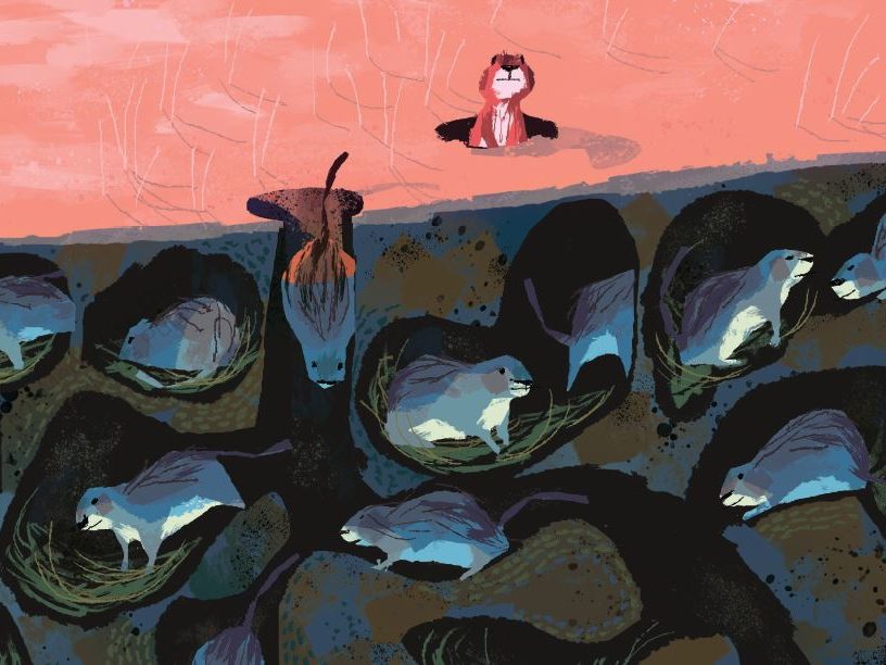 animal architects book