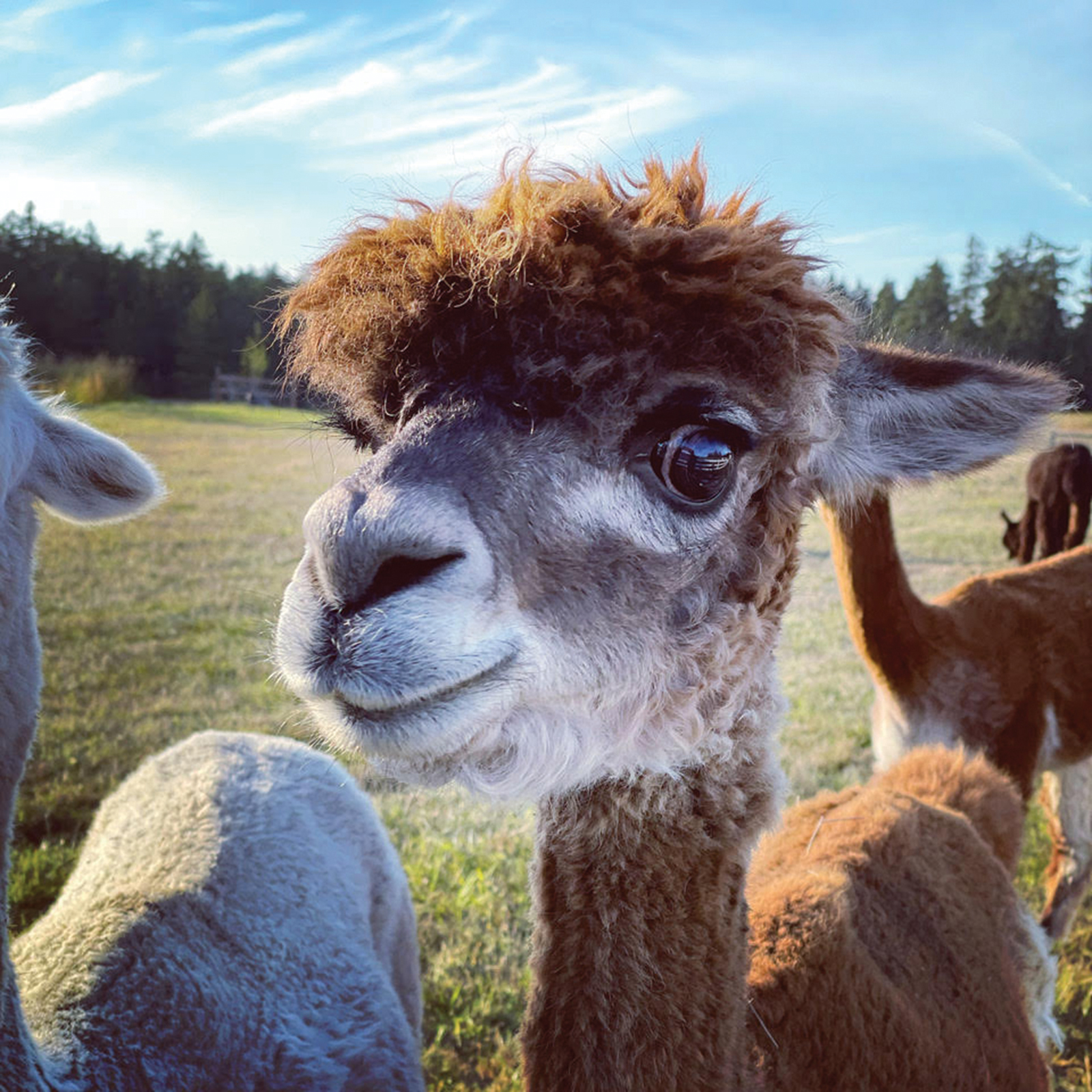 Pack out to see Alpacas