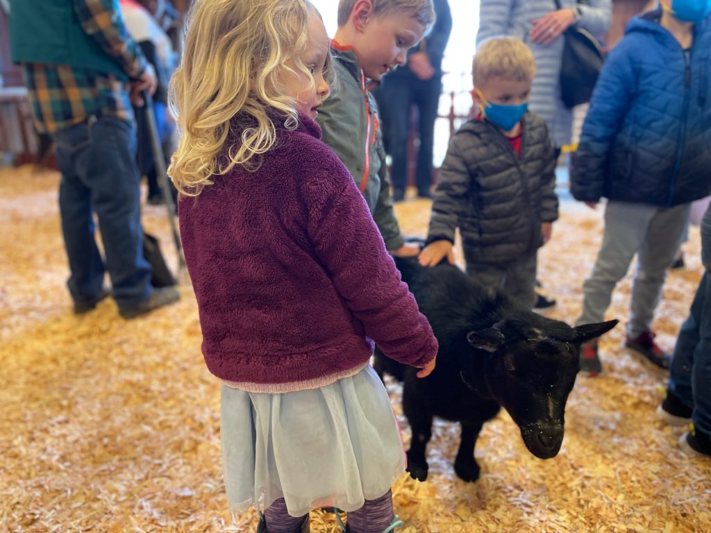 Get up close and personal with the animals at the Spring Fair