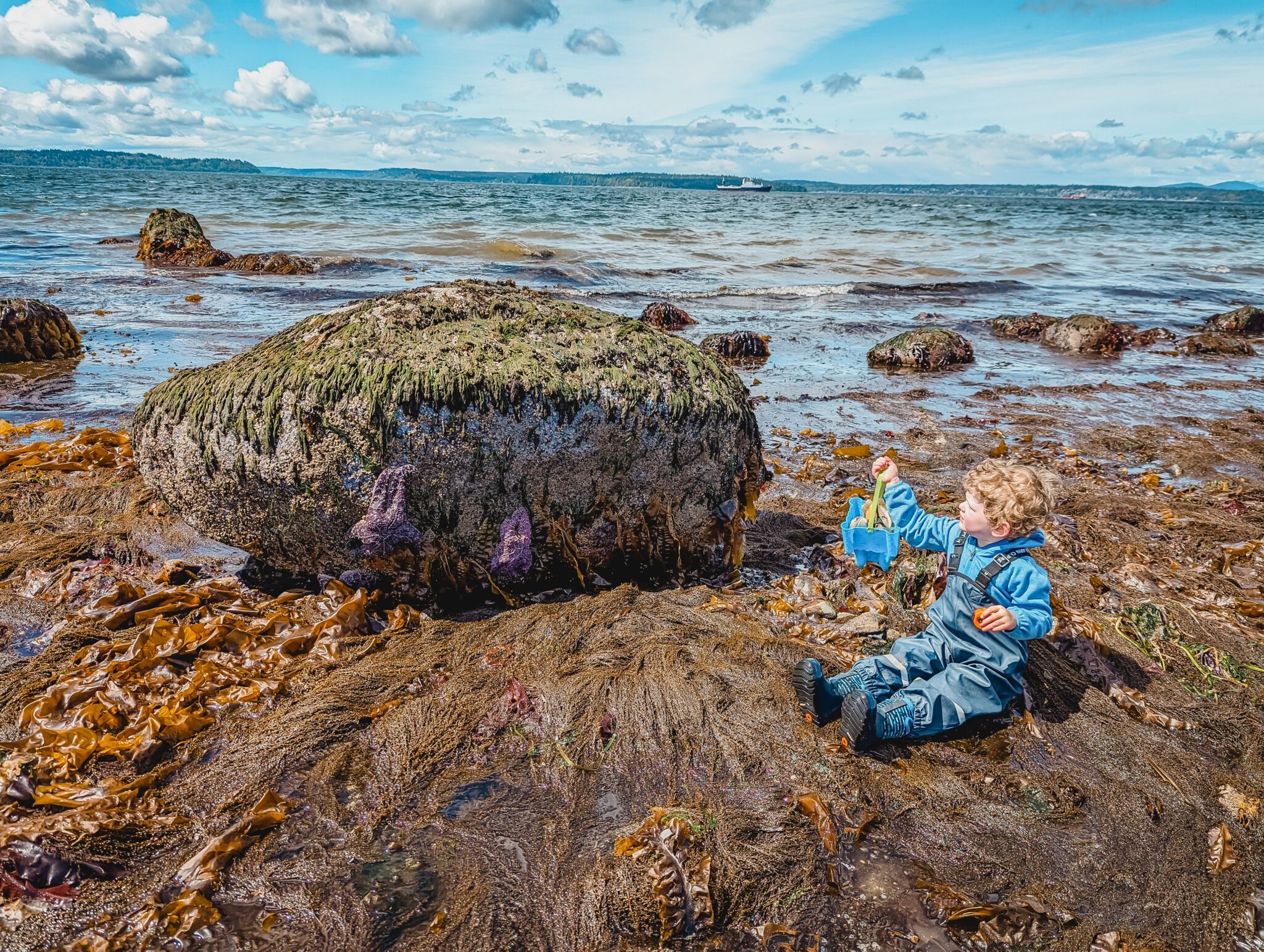 tide pools around Seattle
