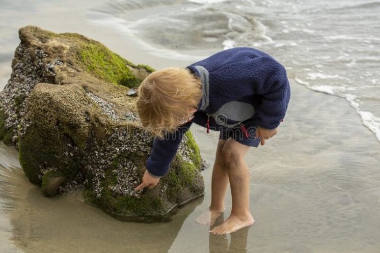 Boy looking at a small tide pool on Puget Sound at low tide
