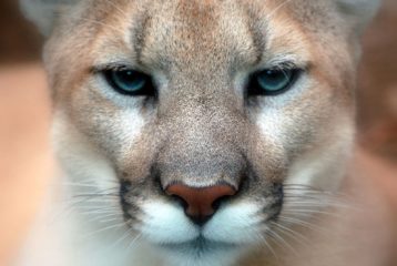 Wild animal encounter safety review