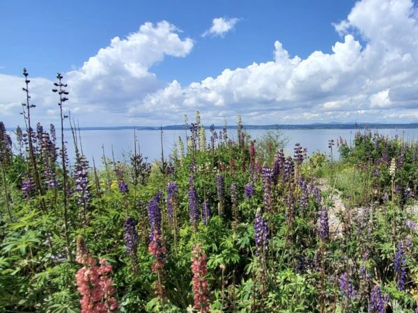 Colorful lupine are found on the south trail at Discovery Park. Take this wildflower hike right in Seattle.