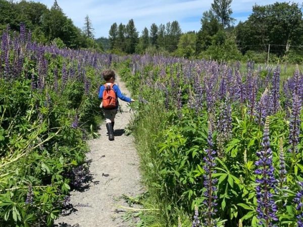 A young child takes a wildflower hike, finding rows of Lupine in the Seattle area.