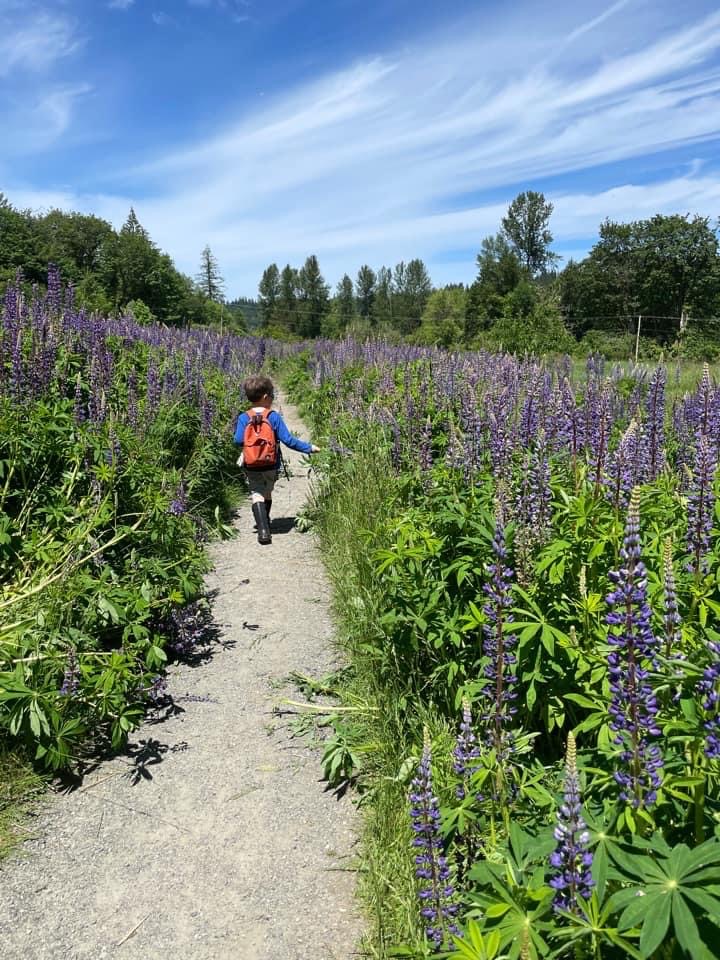 A young child takes a wildflower hike, finding rows of Lupine in the Seattle area.