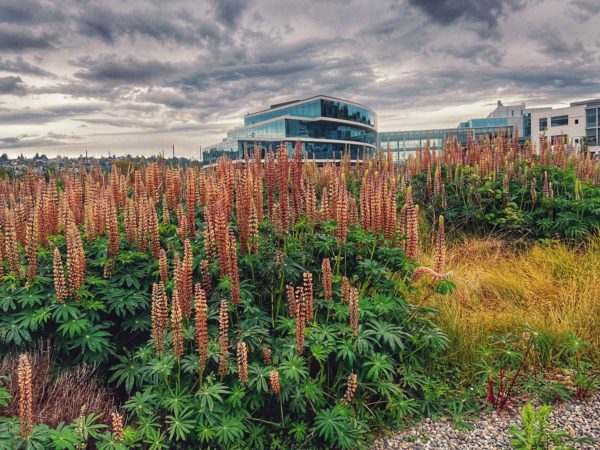 Lupines are just about to bloom at this pocket park. Wildflower walks are popular at this park in Seattle.