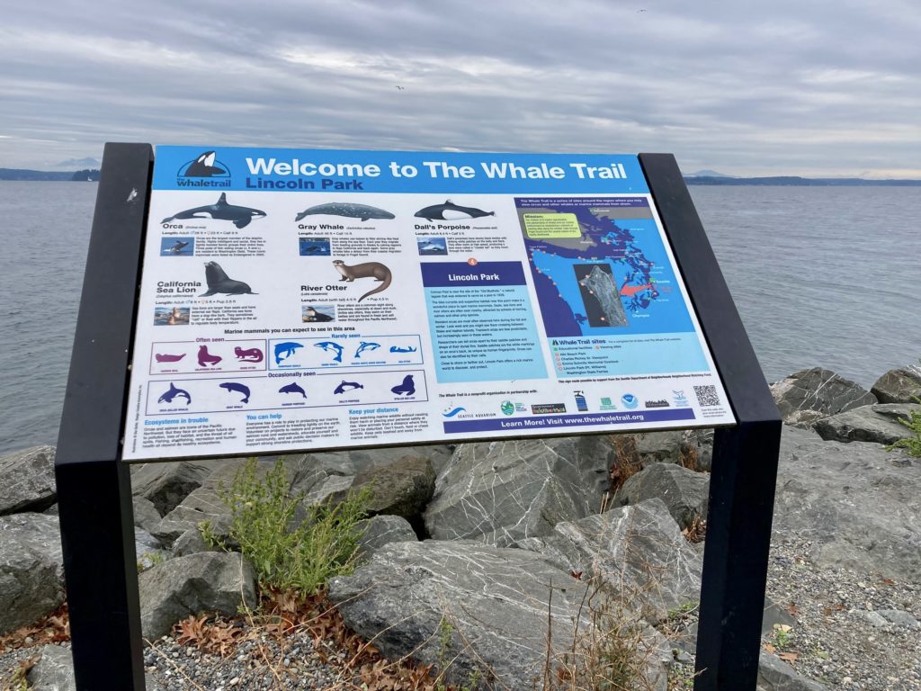There are seveal types of marine animals that you might see while whale watching
