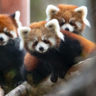 zoo survey