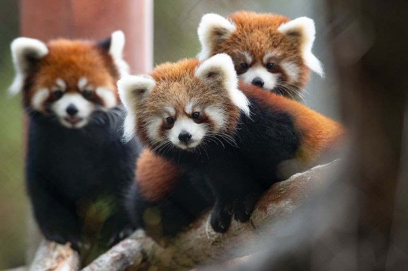 zoo survey