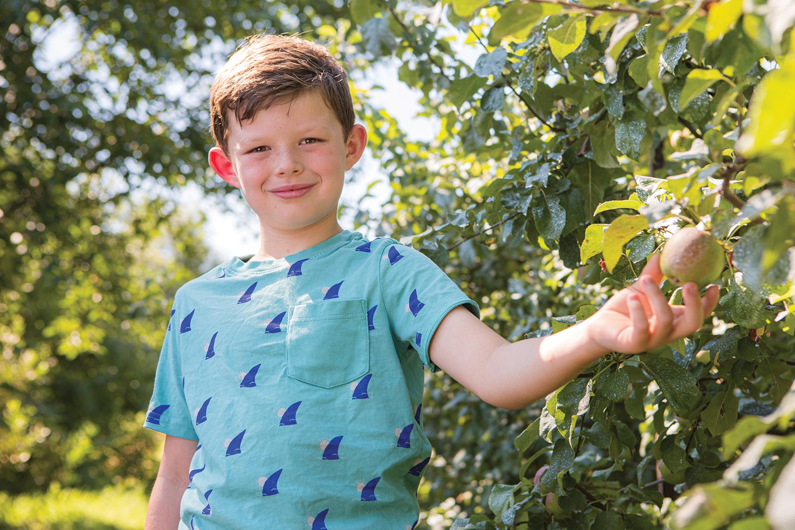 Join the apple harvest