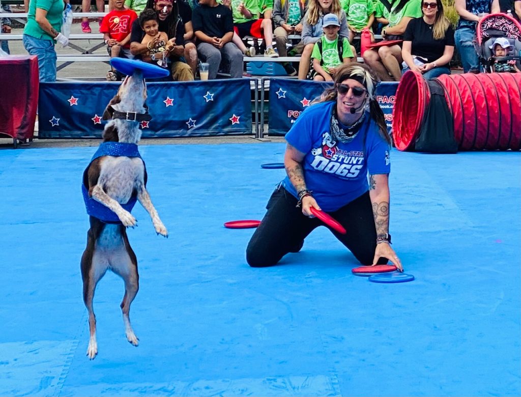 Catch the free shows like the stunt dogs at the Evergreen State Fair.