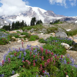 Wildflowers at Mt. Rainier National Park