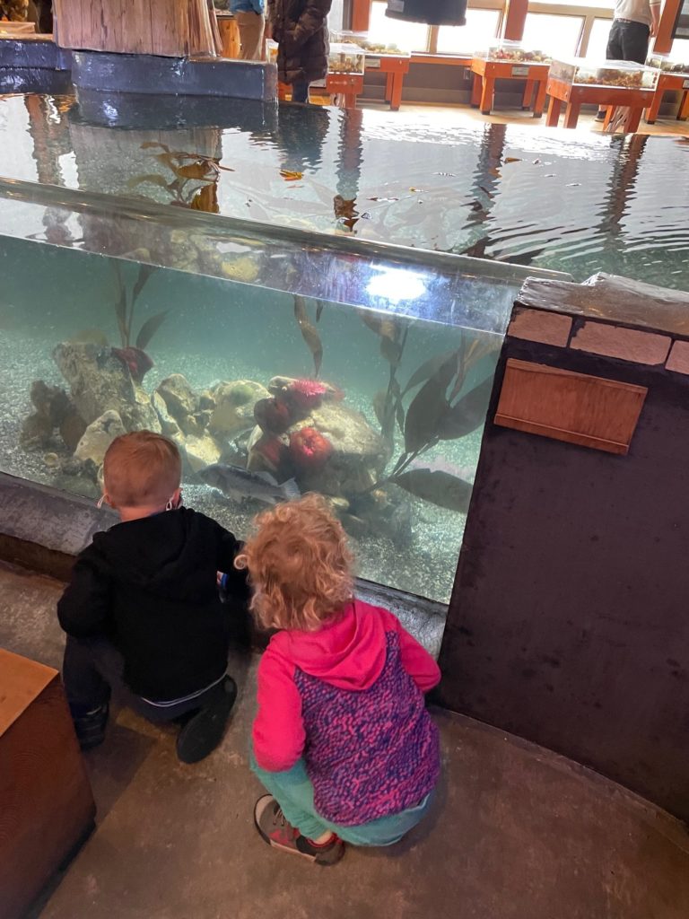 Kids observing the tanks at a nature center on Vancouver Island